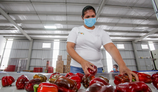 Alza en exportaciones agroalimentarias en julio impulsan crecimiento del superávit comercial