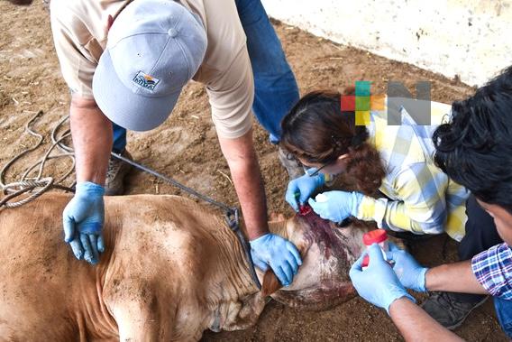 Activa Agricultura campaña para concientizar a la población sobre el gusano barrenador del ganado