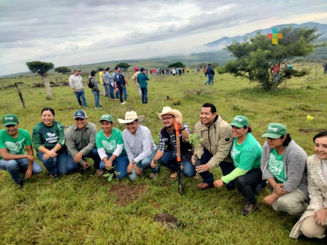 En Emiliano Zapata sembraron árboles nativos producidos en viveros del municipio