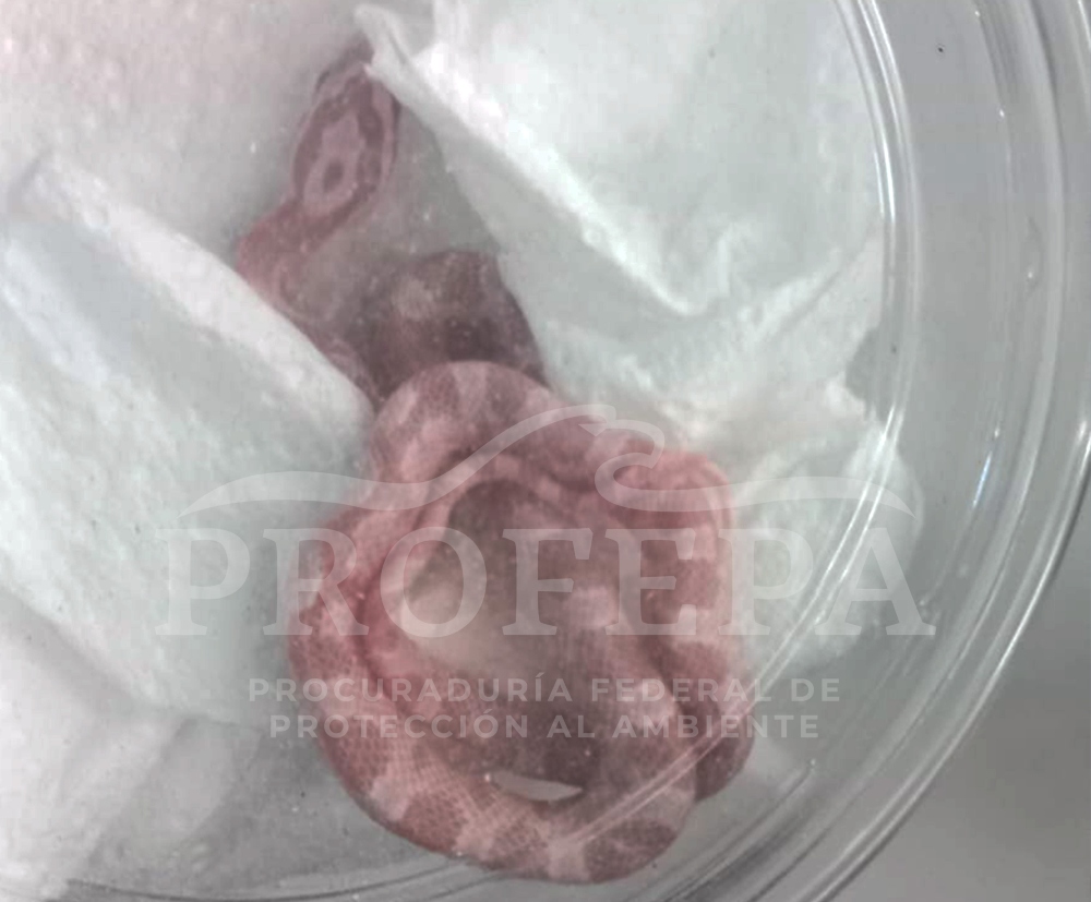 Aseguran serpiente enviada por paquetería en Veracruz