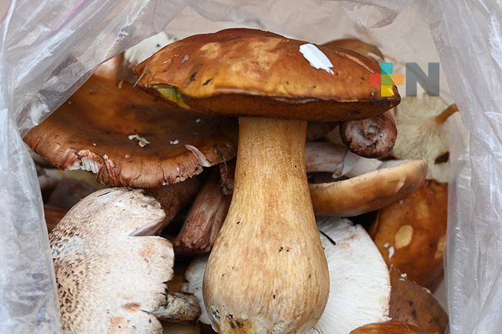 Huitlacoche, alimento funcional que previene enfermedades: egresado UV