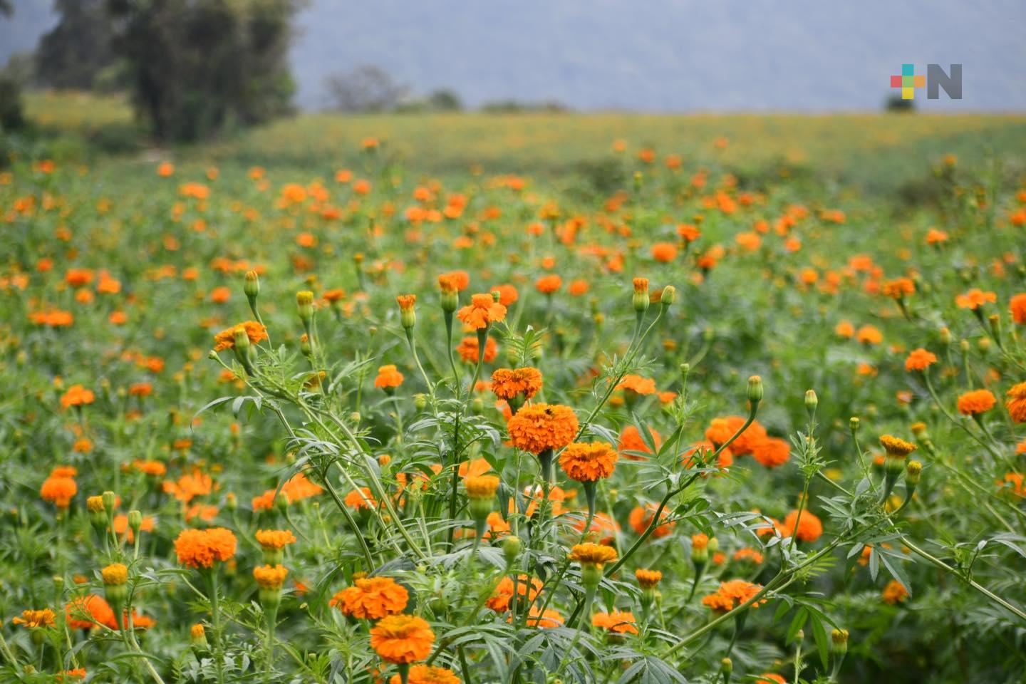 Sectur Veracruz invita a celebrar Día de Muertos en el Festival del Cempasúchil 2024