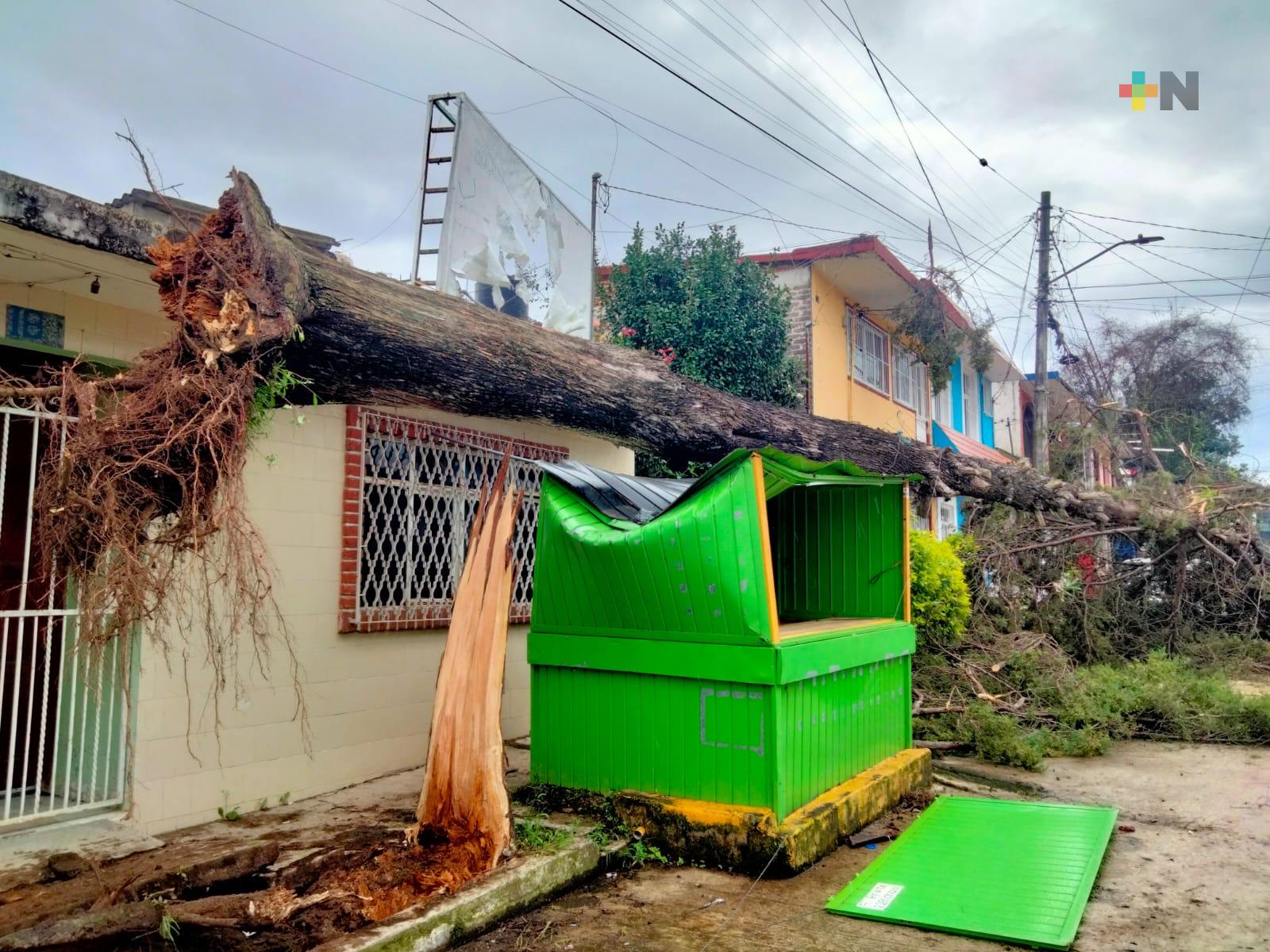 Árboles caídos en Xalapa por fuerte racha de viento