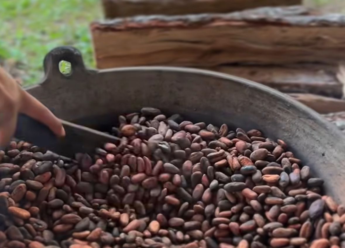 Veracruz entre los exportadores de cacao a Europa: Sheinbaum