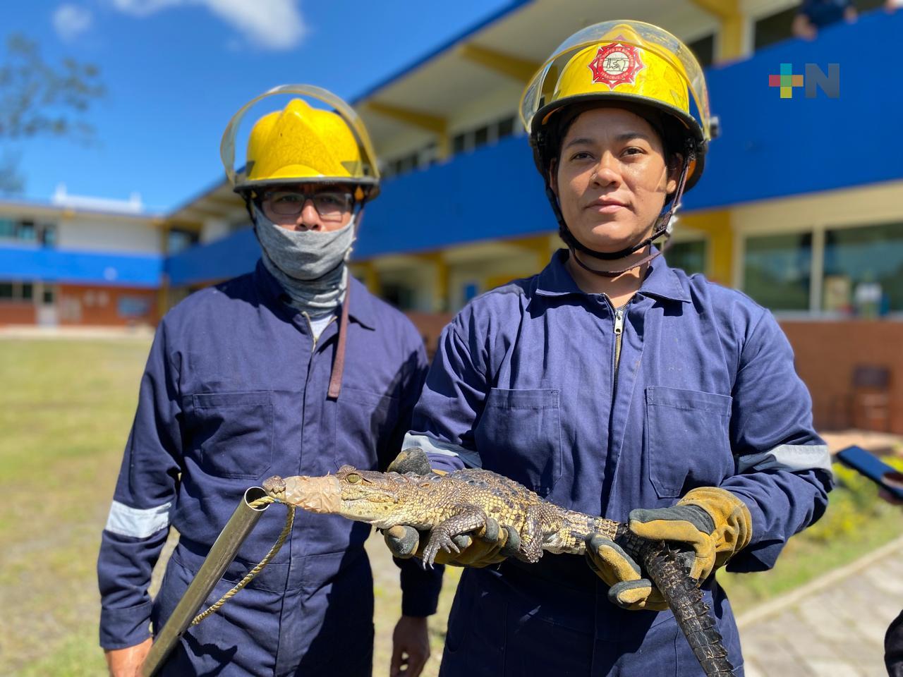 Capturan en una escuela de Veracruz puerto a un cocodrilo