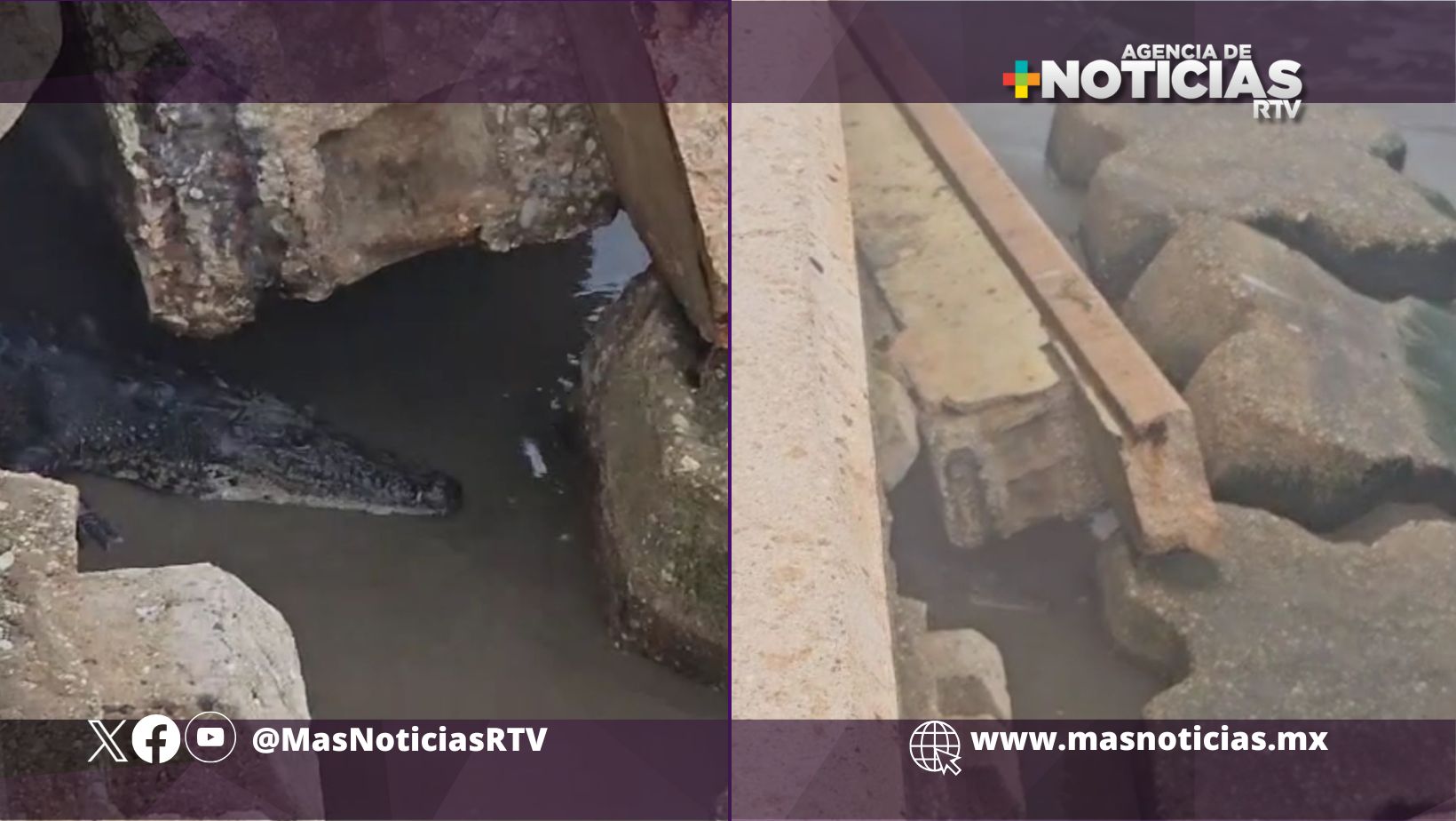 Nuevo avistamiento de cocodrilo en playa de Coatzacoalcos