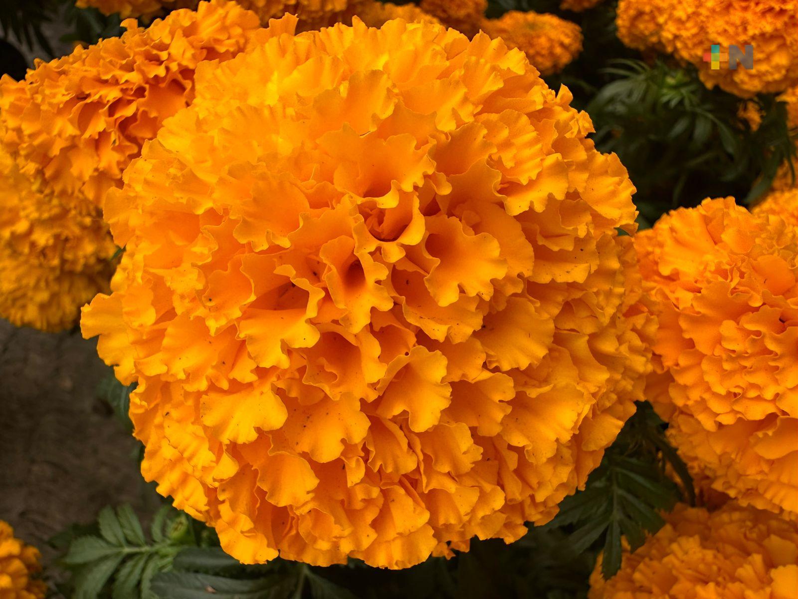 Llegan desde Puebla, vendedores de flor de cempasúchil a Coatza