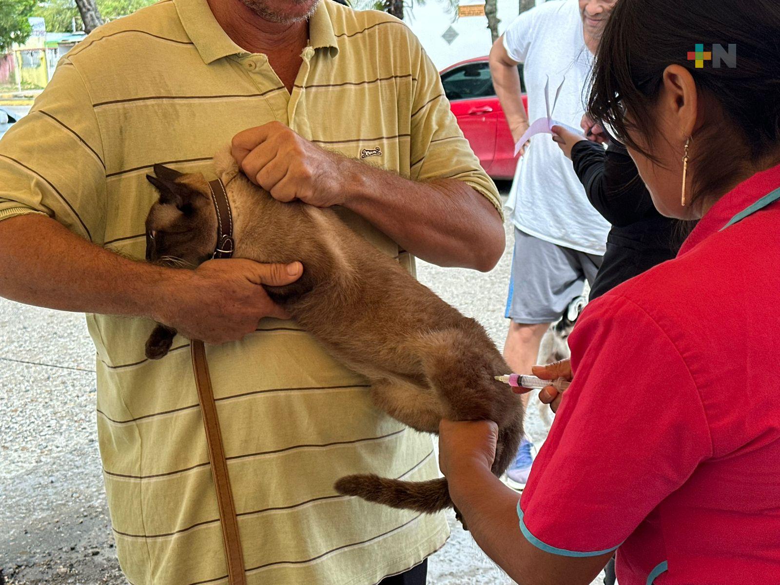 Más de 400 perros y gatos vacunados en campaña de Coatzacoalcos