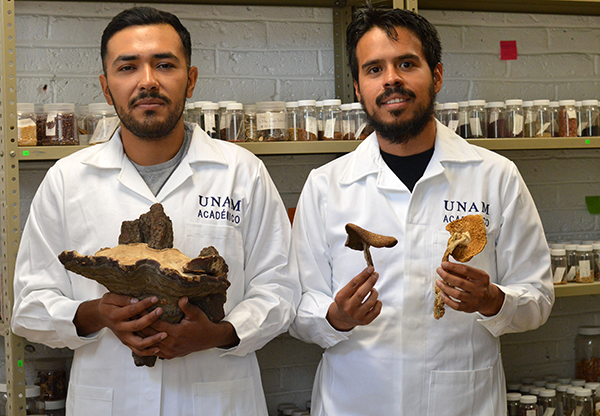 Halla universitario nueva especie de árbol mexicano