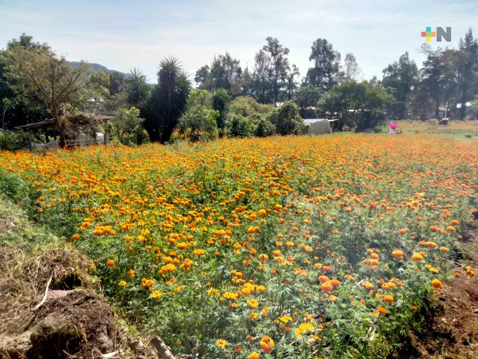 La flor de Cempasúchil, tradición de San Pablo Coapan
