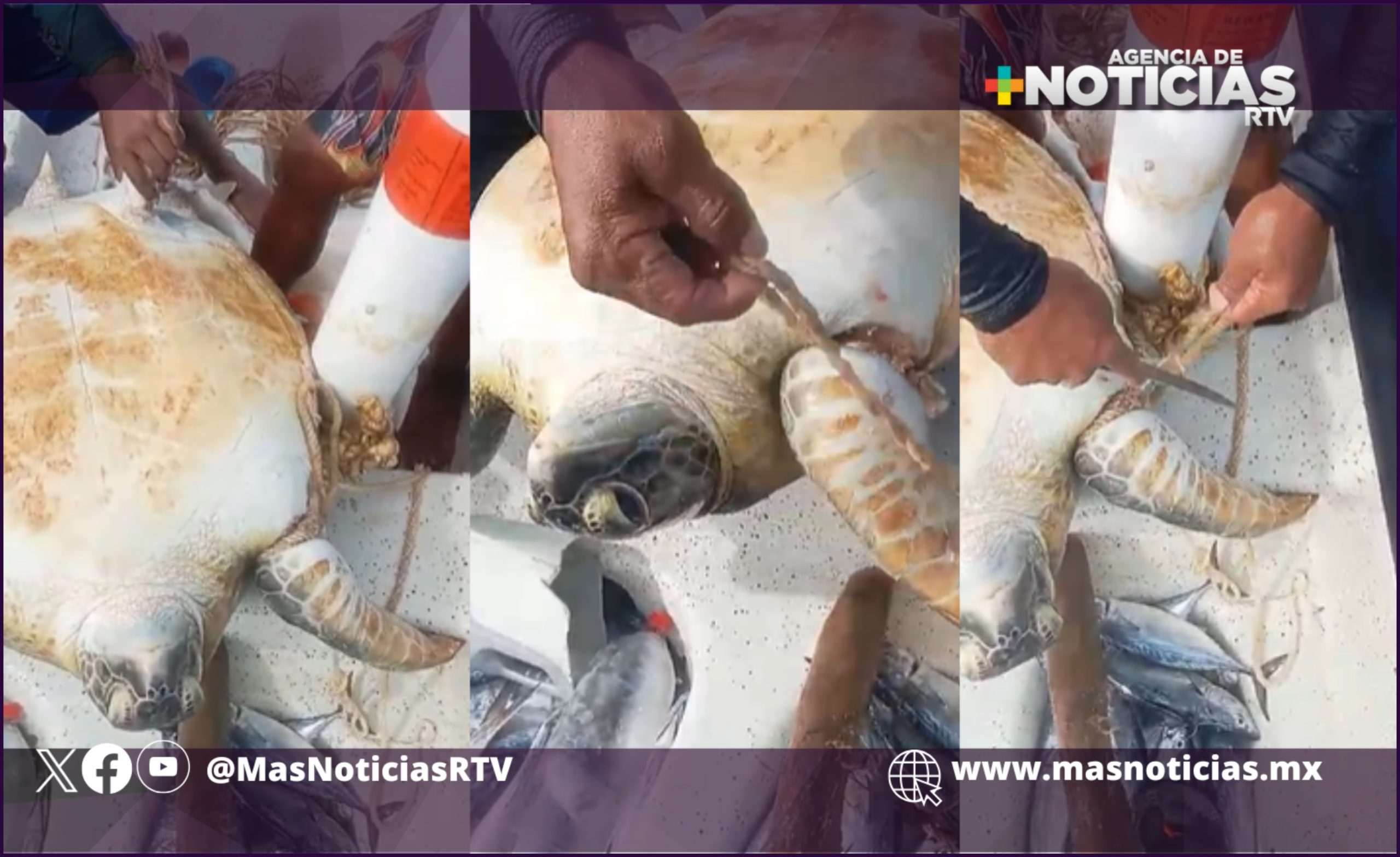 Pescadores de Antón Lizardo rescatan a tortuga amarrada a boya