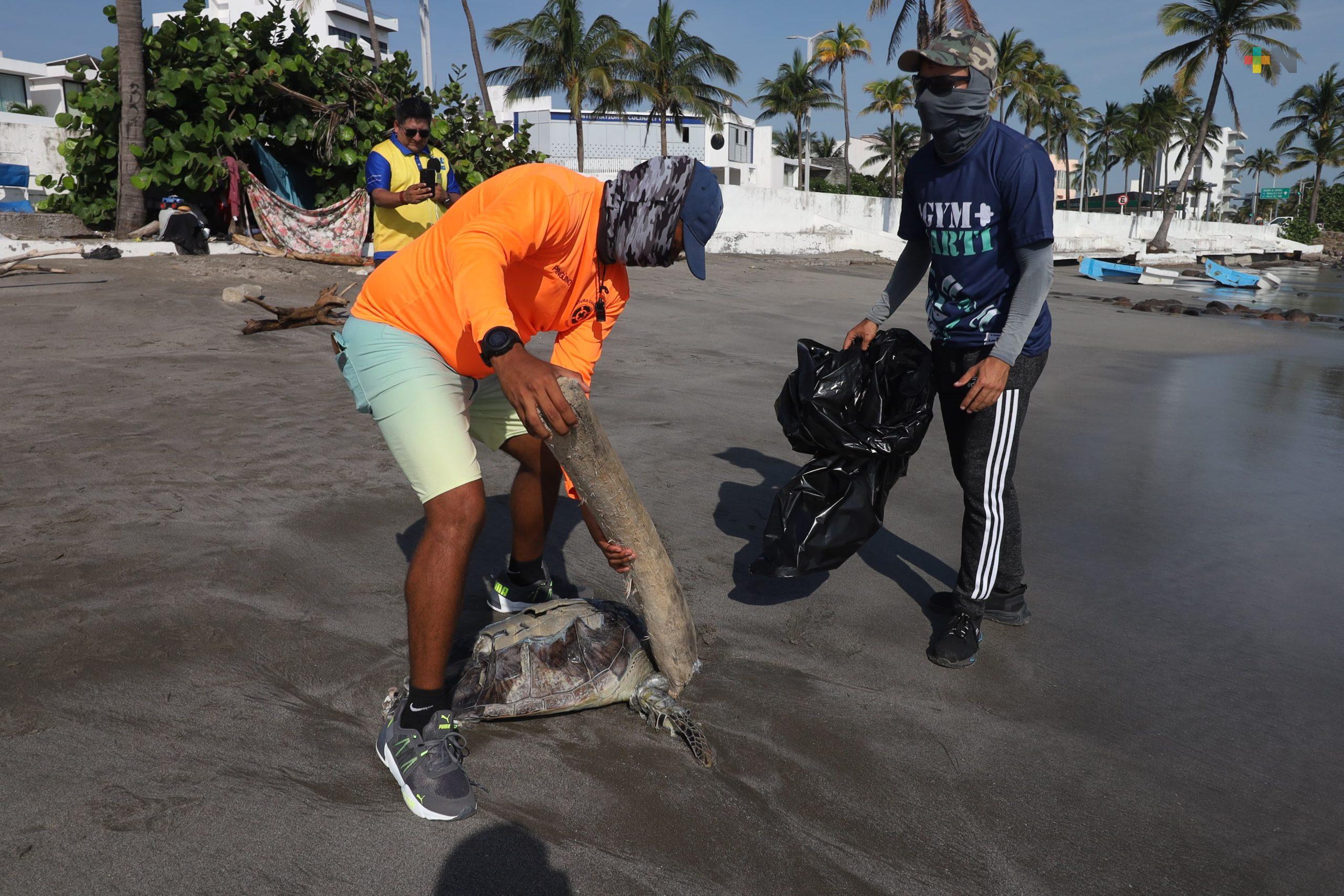 Hallan muerta una tortuga verde en playa de Veracruz puerto