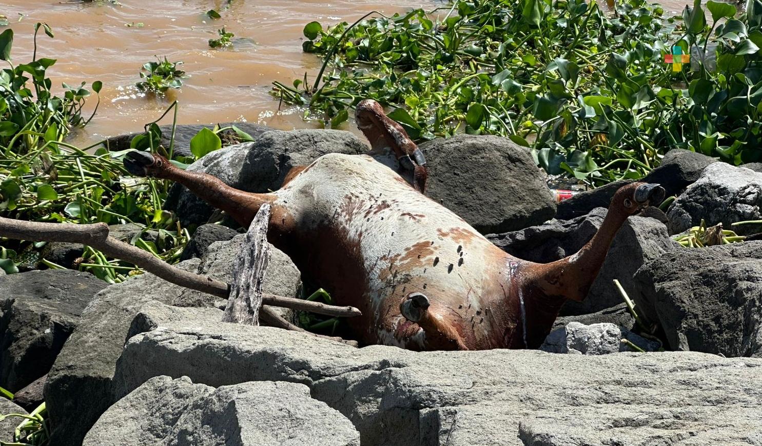 Continúan apareciendo animales muertos en playa y escolleras de Coatzacoalcos