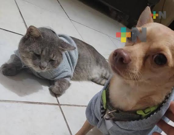 PC Estatal invita a proteger a las mascotas en temporada de Frentes fríos