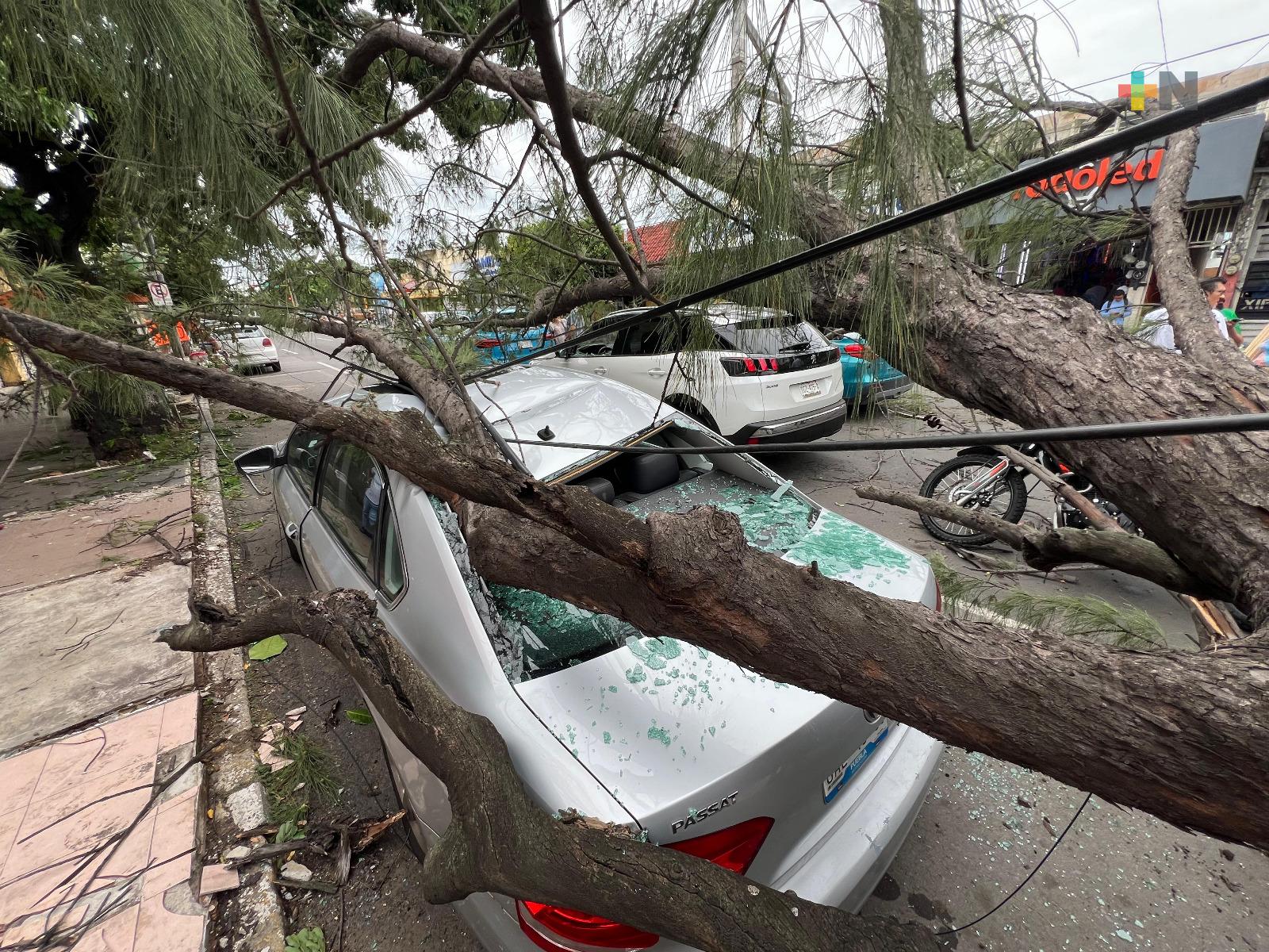 Por vientos del norte caen árboles en vía pública y afectan a tres autos