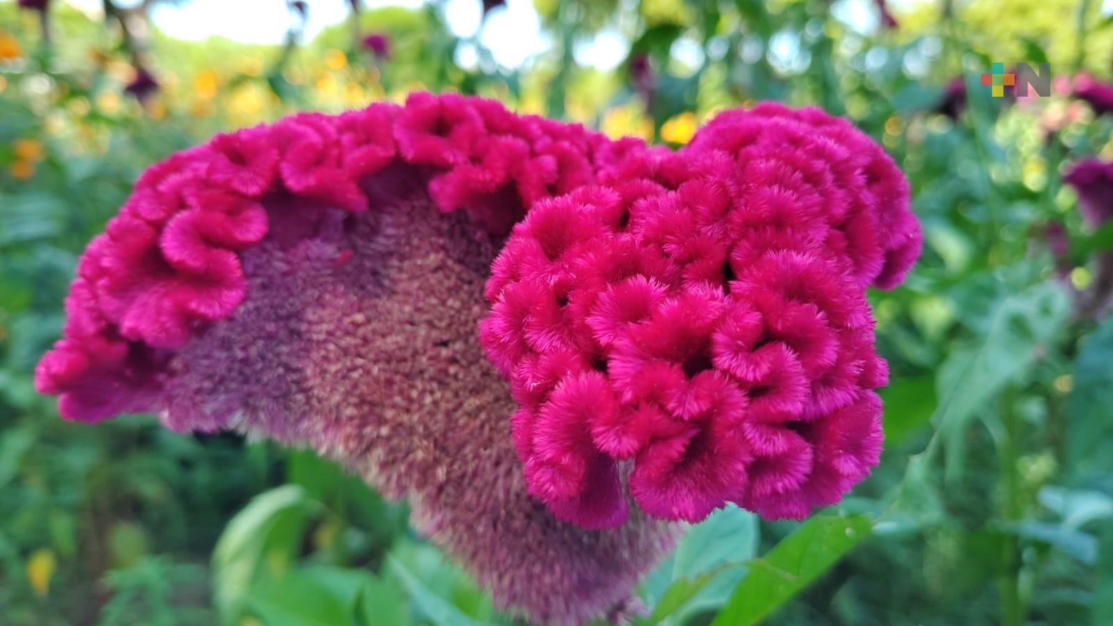 En Medellín producen flor de terciopelo o moco de pavo