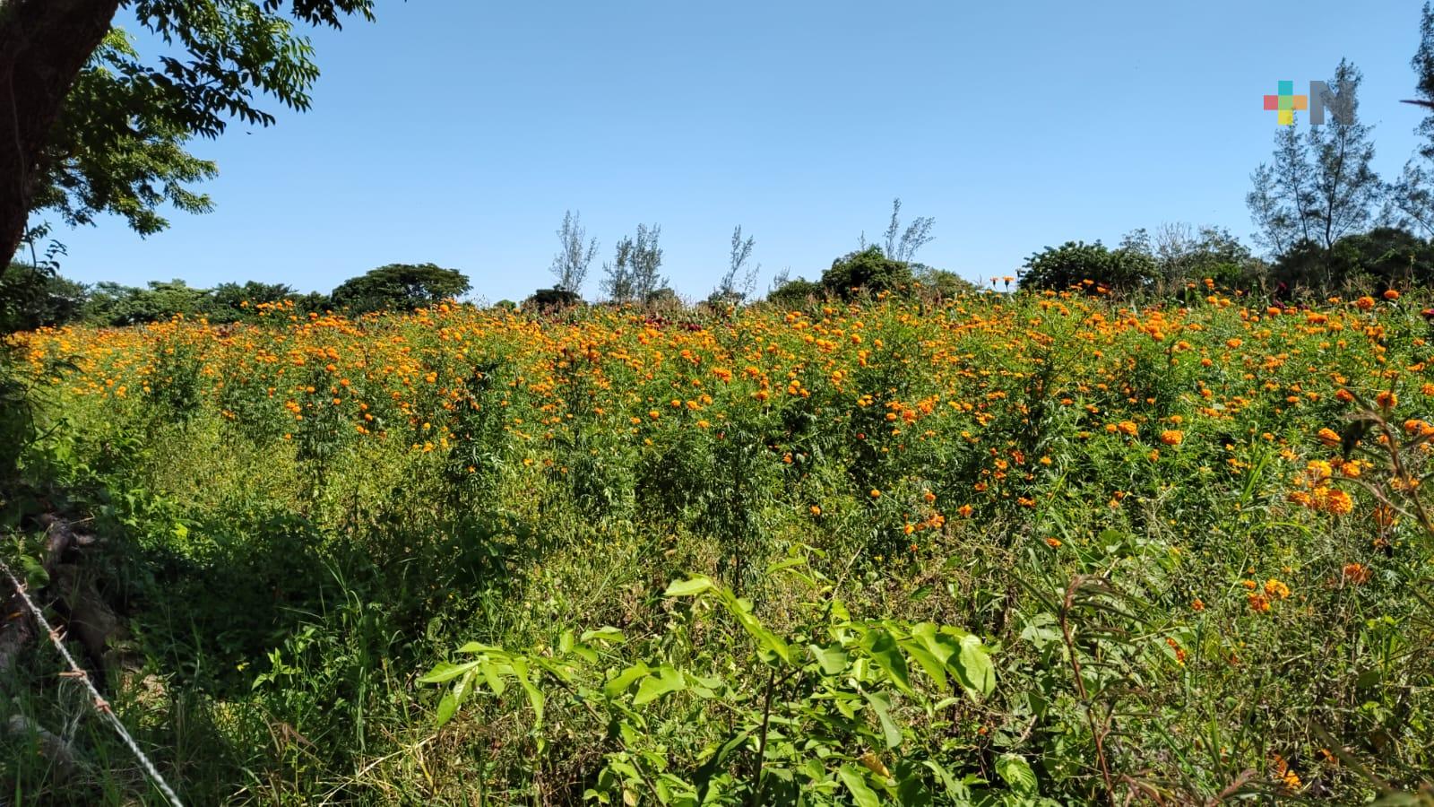 Comenzó en Naolinco siembra de cempasúchil que se cosechará para Todos Santos