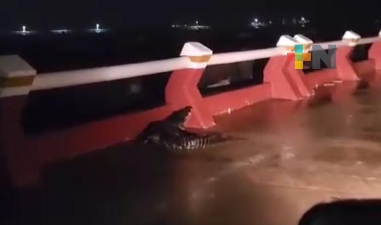 Lluvias e inundaciones incrementan avistamientos de cocodrilo de pantano en el sur de Veracruz