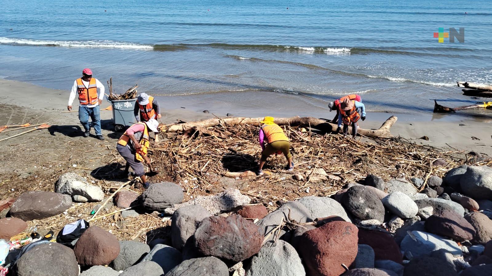 Llega palizada a playas del puerto de Veracruz; empiezan a retirarla