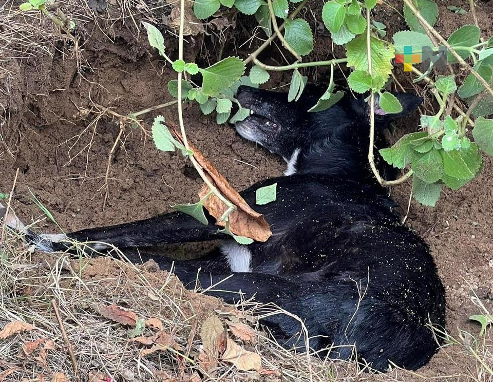 Continúan envenenando perros y gatos en Coatzacoalcos