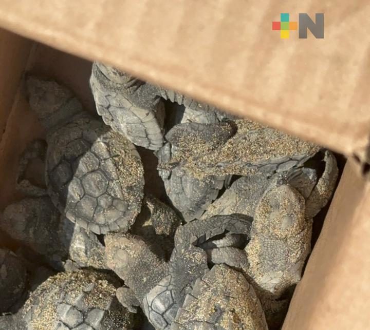 Necesario orientar a personas interesadas en el cuidado de especies en el sur de Veracruz: ambientalista