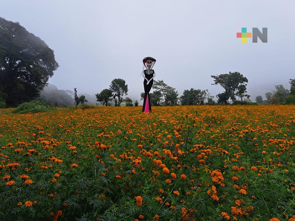 Paxtepec y sus jardines de Cempasúchil atractivos turísticos de San Pablo Coapa