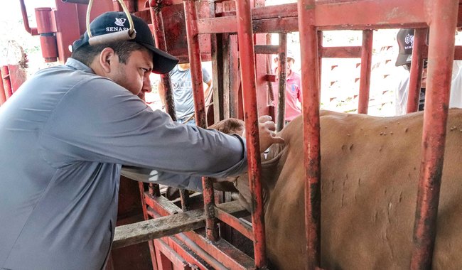 Mantiene Agricultura acciones para prevenir ingreso de gusano barrenador del ganado