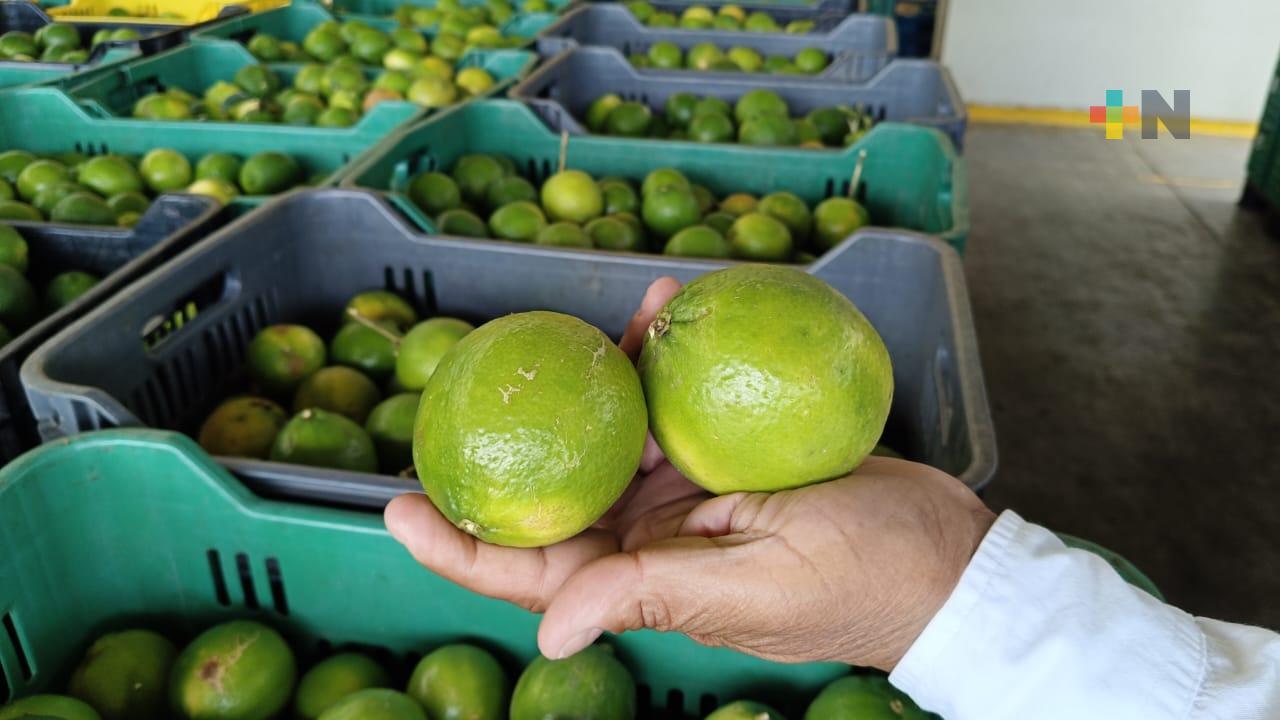 Productores de limón de Cuitláhuac preocupados por caída de precio del cítrico