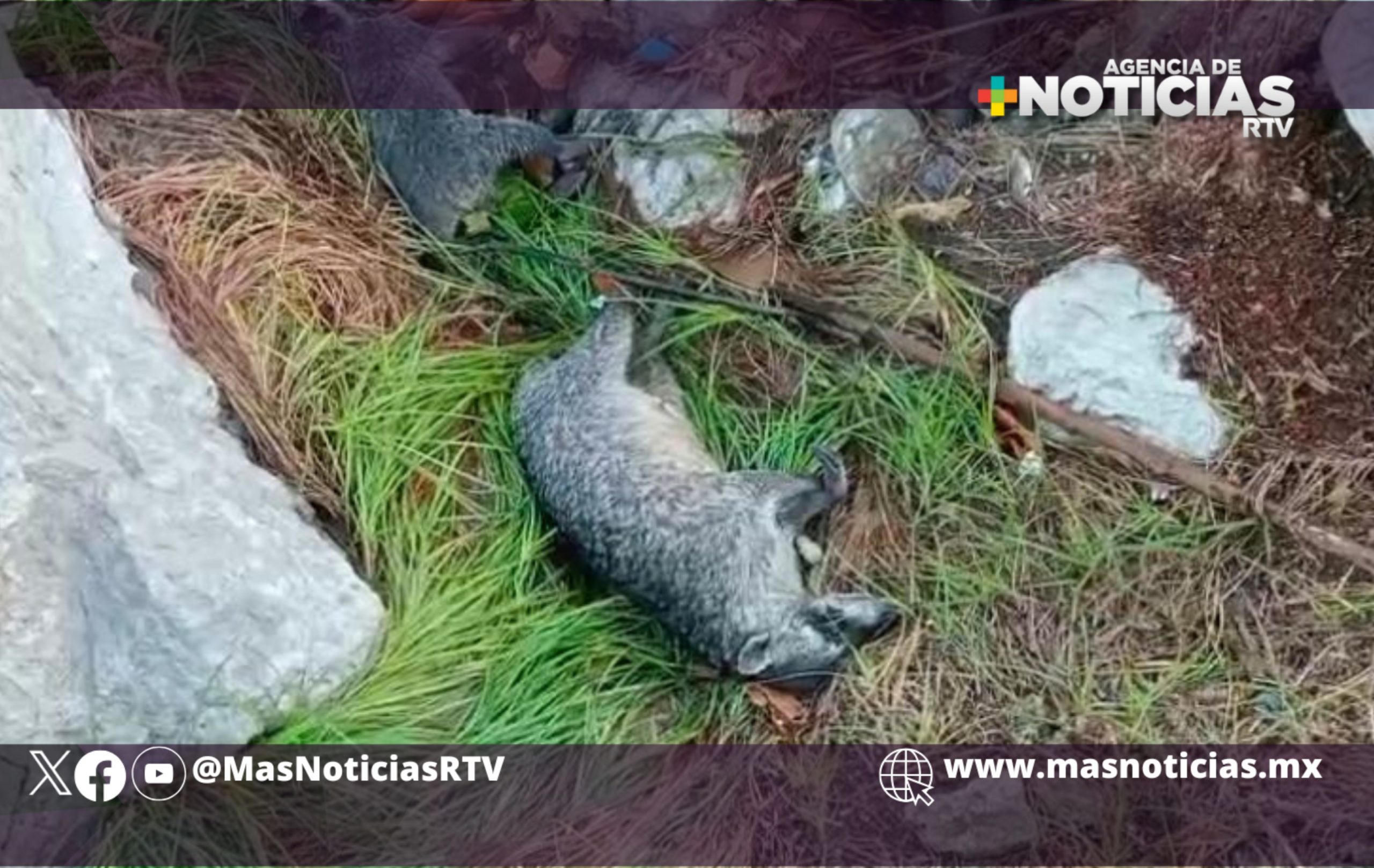 Hallan mapaches sin vida en malecón de Coatza