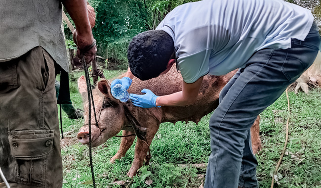 Convoca Agricultura a participar en distinciones honoríficas 2024 de la Organización Mundial de Sanidad Animal