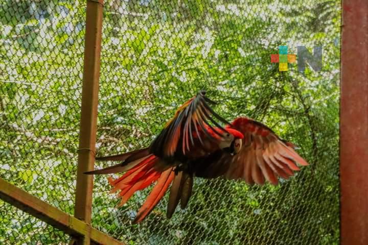 Resultados positivos en Aquarium del puerto con proyecto de reproducción en aves