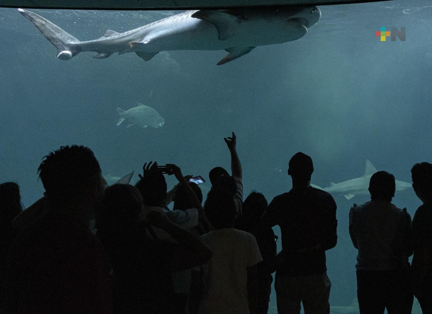 Anuncia Aquarium de Veracruz, último «Martes Gratis» del año: Sergio Rodríguez