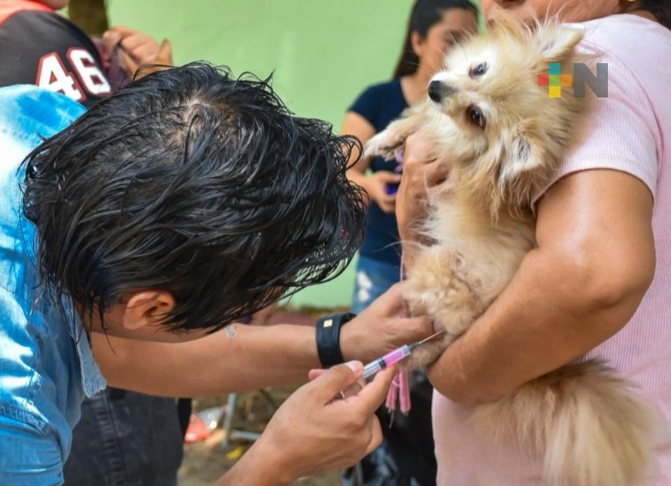Anuncian jornada de vacunación antirrábica este viernes en Coatzacoalcos
