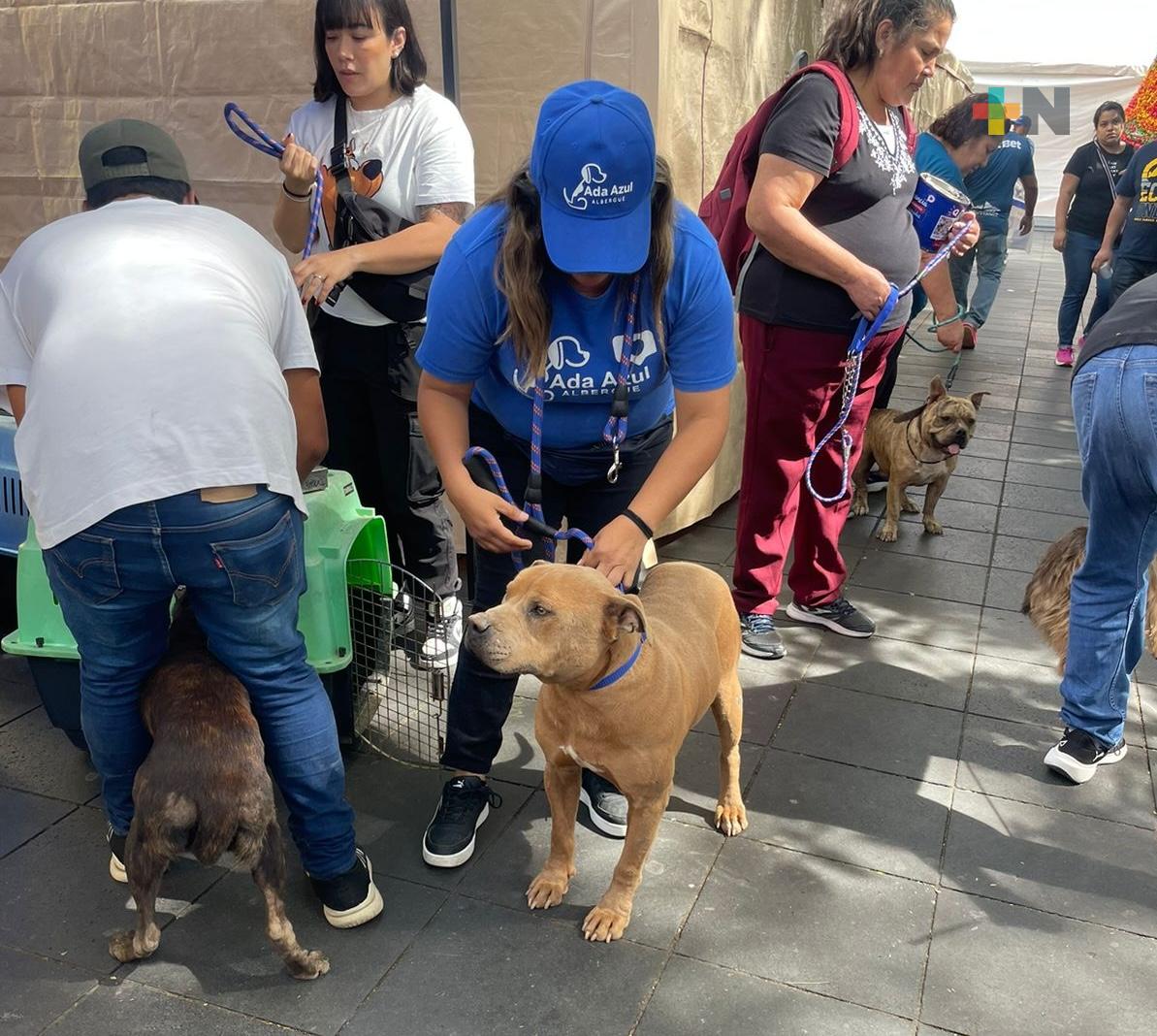 Realiza pasarela de exhibición canina y gatuna el albergue Ada Azul