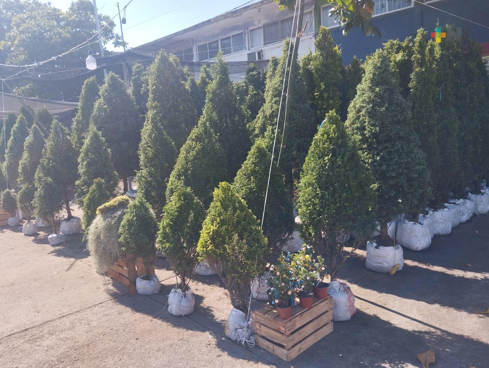 Inicia venta de árboles de Navidad con raíz en puerto de Veracruz