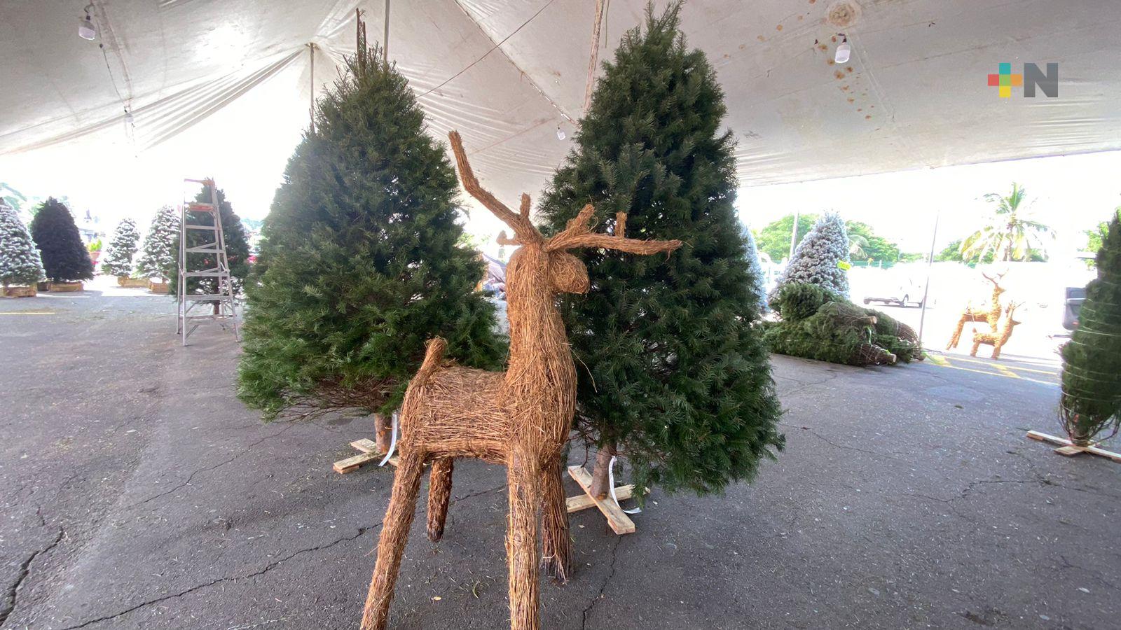 Inicia venta de árboles de Navidad en estacionamiento de Reino Mágico