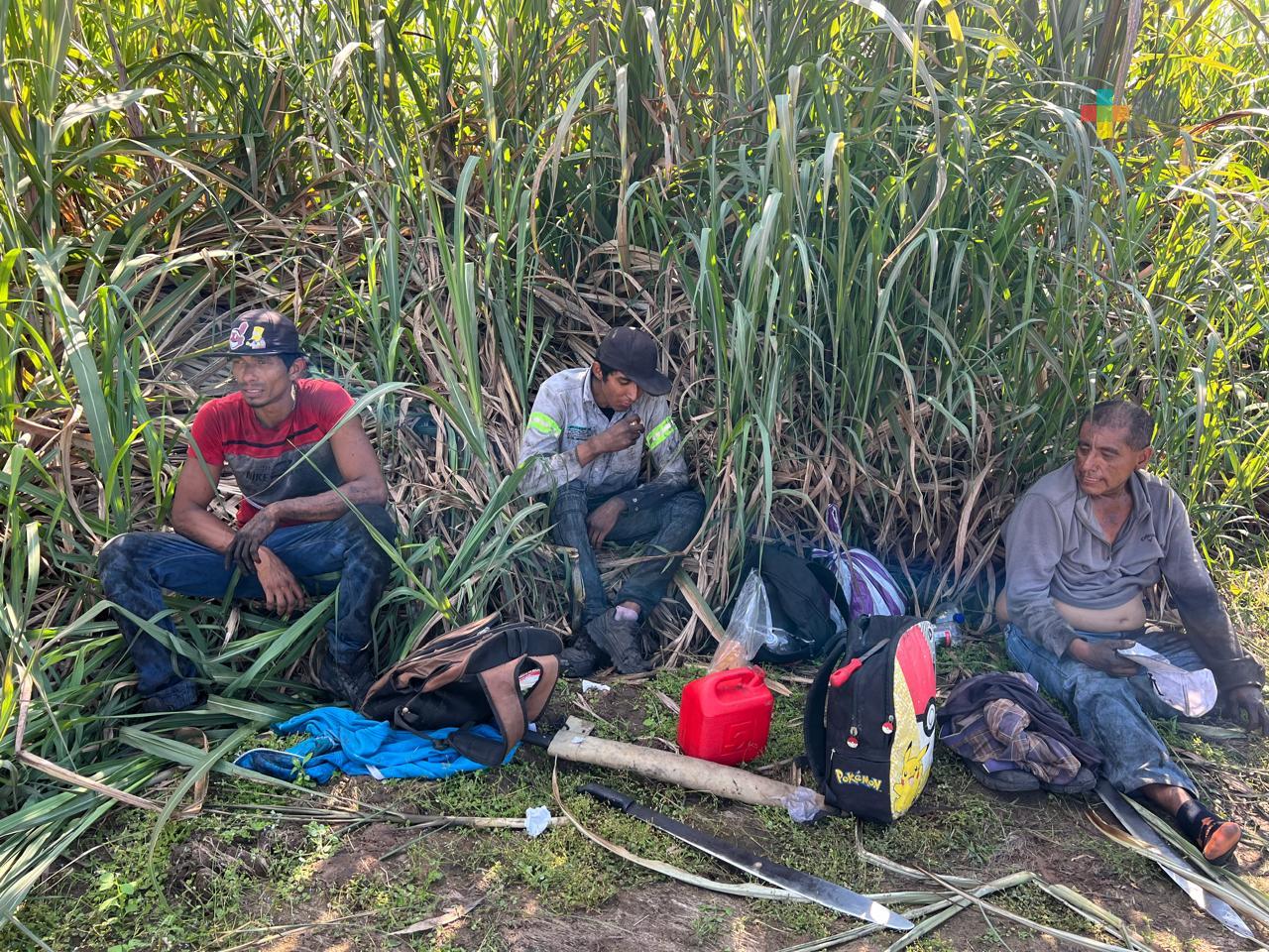Zafra, ardua labor de miles de cortadores de caña