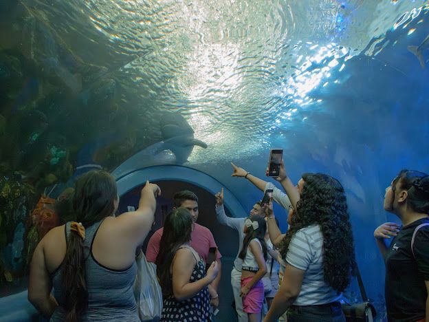 En estas vacaciones visita el Aquarium del Puerto de Veracruz y vive una experiencia inolvidable
