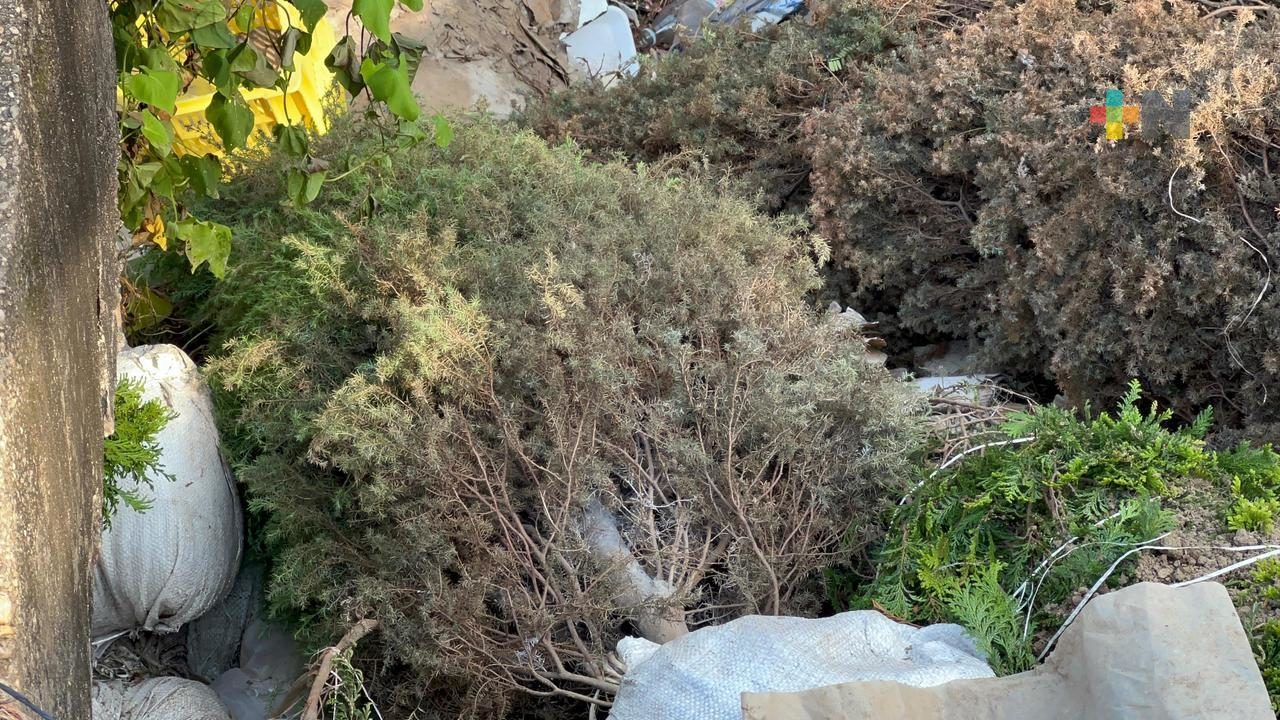 Bajas ventas provocan que cientos de pinos naturales terminen en la basura