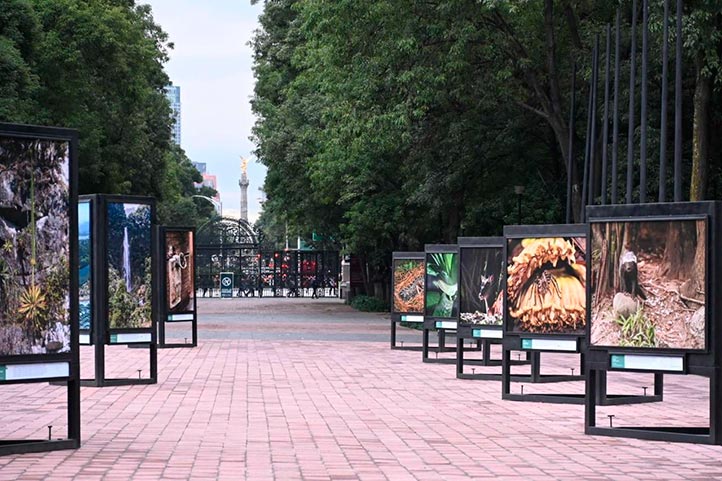 Biodiversidad de Veracruz se expone en el Bosque de Chapultepec