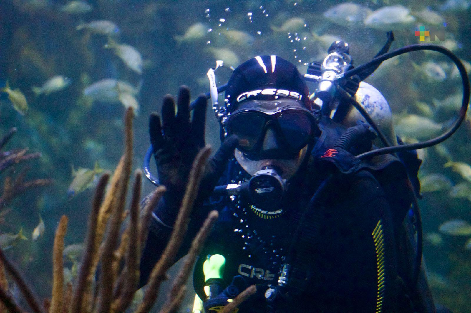 Trabajo de buzos del Aquarium logra condiciones que requiere cada especie