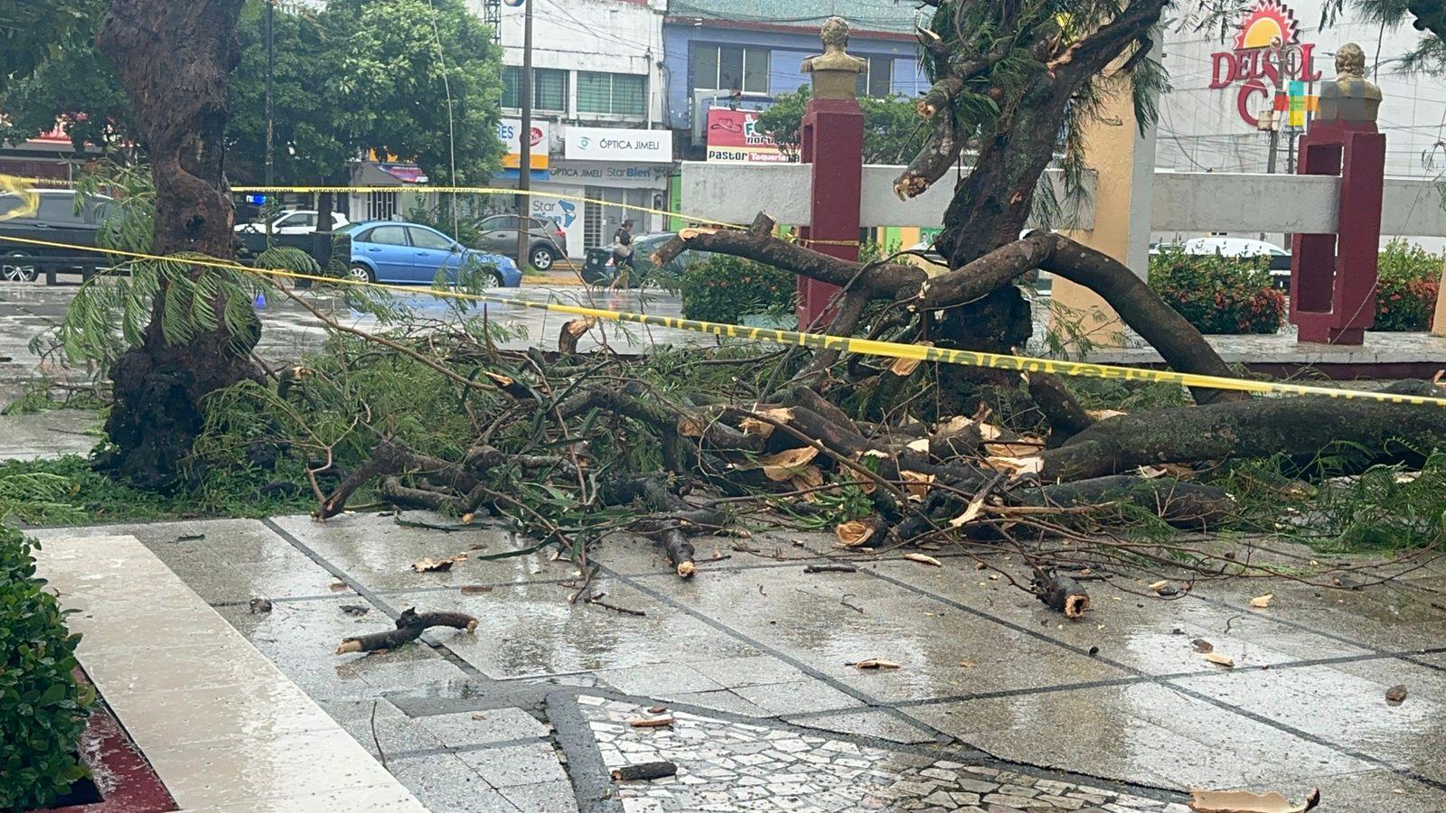 Caída de ramas en parque de Coatzacoalcos afecta trabajo de boleros