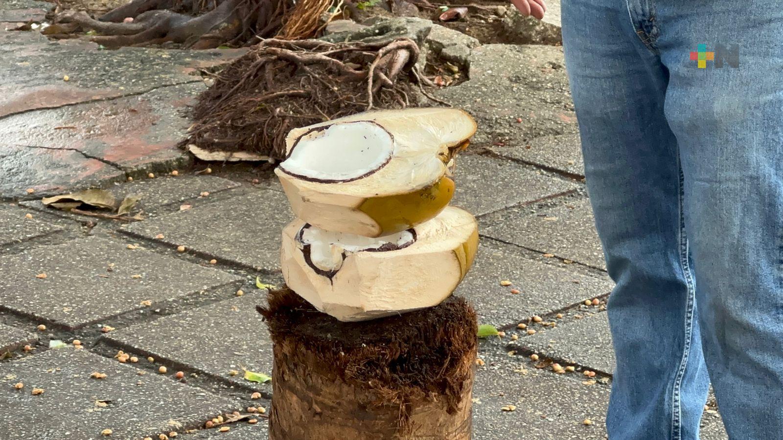 Bajas ventas para productores de coco