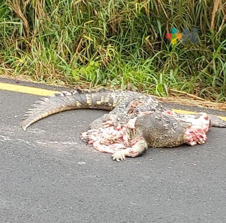 Encuentran a cocodrilo atropellado en carretera transístmica