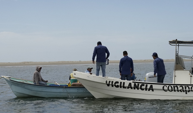 Decomisa Conapesca más de mil 500 toneladas de producto pesquero en 2024