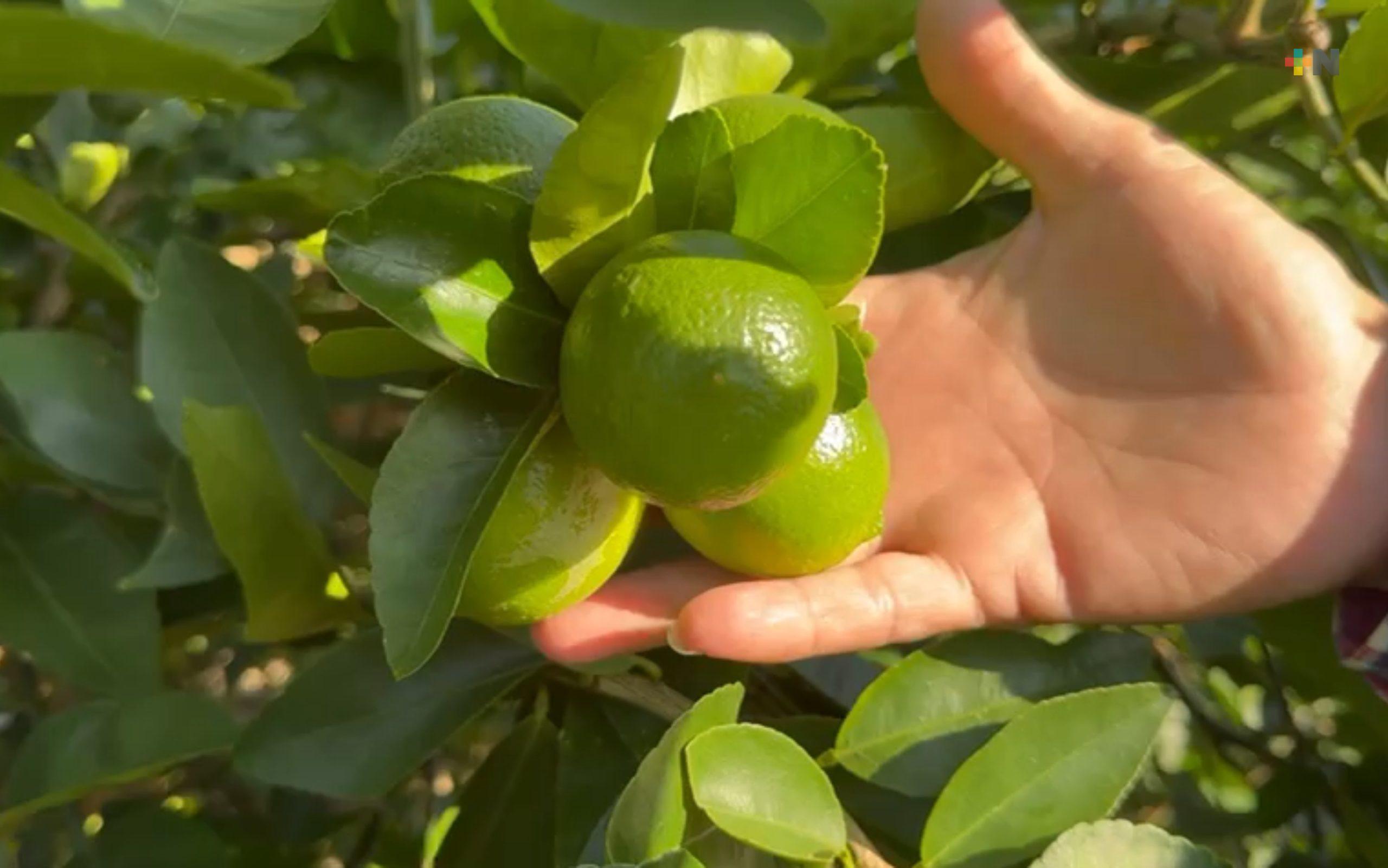 Se repite la crisis para los productores de limón persa