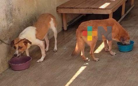 Ayuntamiento de Xalapa establece sanciones por maltrato animal