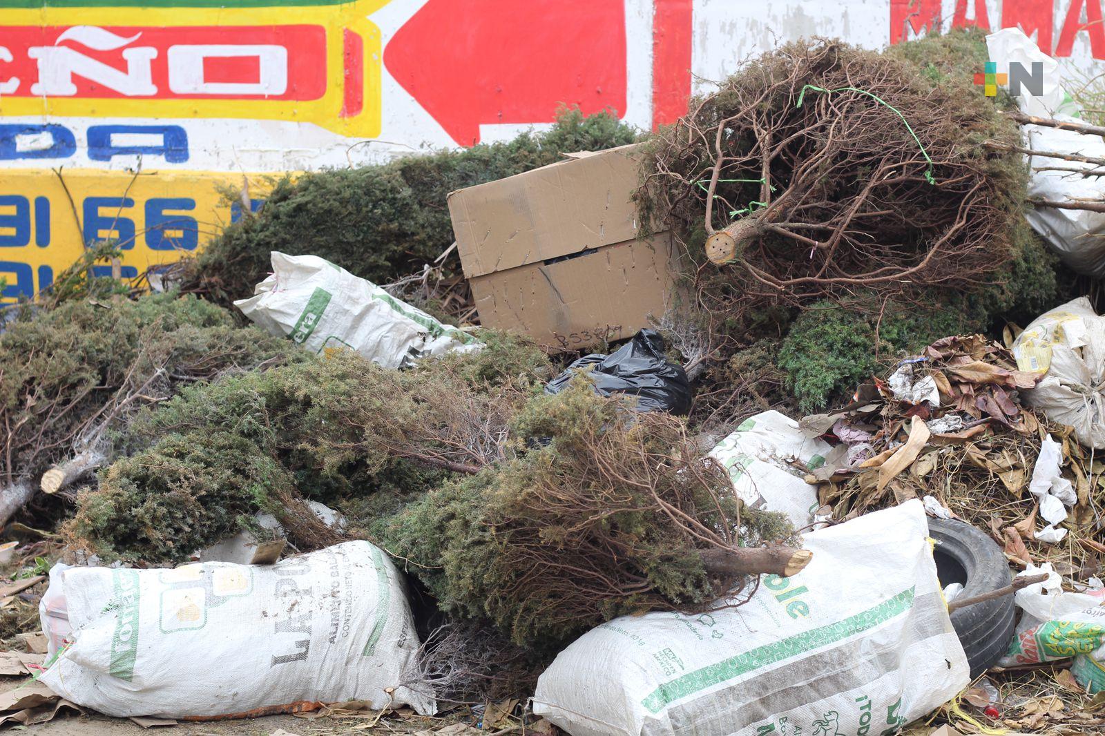 Productores dejan en la basura pinos que no pudieron vender