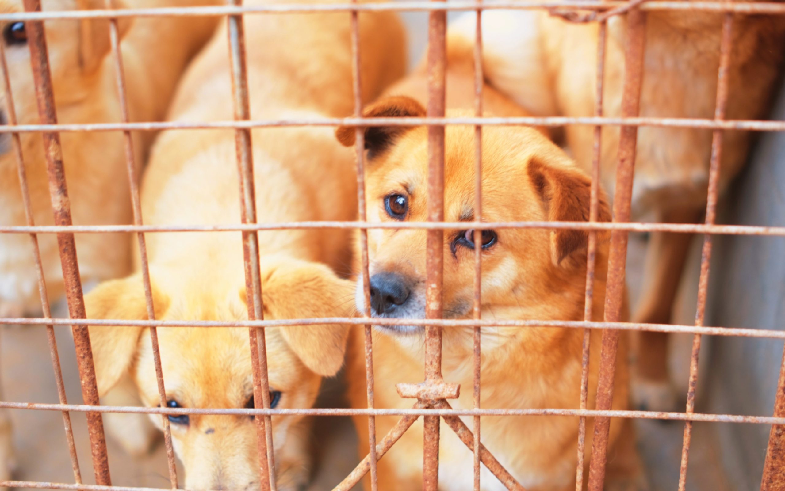 Ha disminuido adopción de mascotas en albergues de Coatza