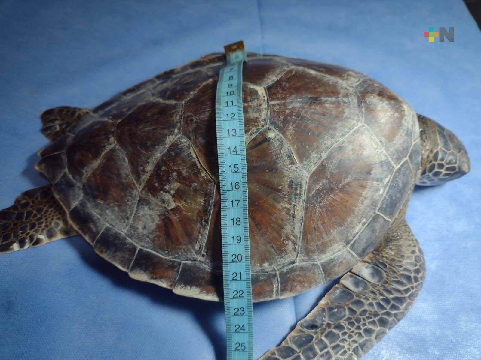 Plástico, principal causa de muerte de tortugas en playas de Coatzacoalcos